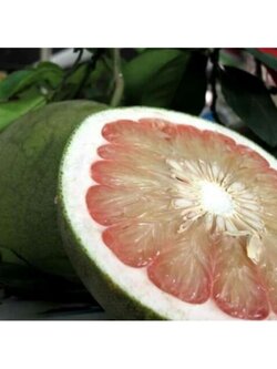 ต้นส้มโอพันธุ์ทองดีแท้ เสียบยอดพร้อมส่ง