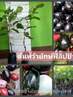 ต้นหว้ายักษ์ฟิลิปปินส์