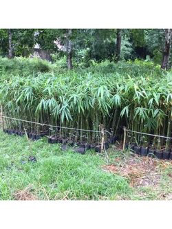 🌿#ต้นไผ่ซางหม่น(ซางราชินี) ต้นตอนลงถุงชำพร้อมปลูกรับใหม่ค่ะ🥰