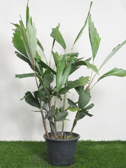 ต้นปาล์มศรีสยาม