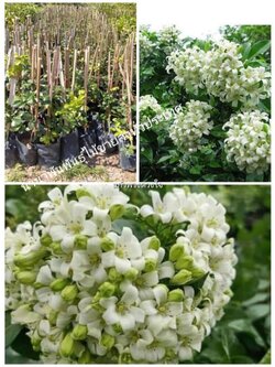 🌸#แก้วพวงดวงใจ ต้นชำพร้อมปลูกจ้า