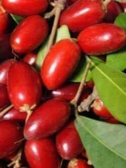 ต้นมิราเคิลต้นไม้มหัศจรรย์ พร้อมส่ง