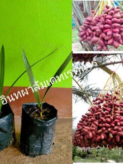 💢#ต้นอินทผาลัมเดทเรทนัวร์ อินทผาลัมทานแห้ง ต้นเพาะเมล็ดค่ะ