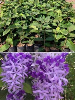 #พวงครามออสเตรเลีย 💜ม่วงสดใสเลี้ยงง่ายโตไว