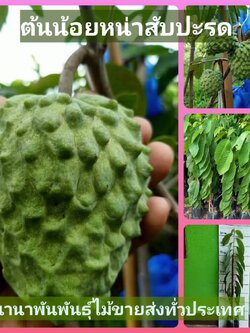 ✅ต้นน้อยหน่าสับปะรด น้อยหน่าใต้หวันผลใหญ่ น่ารับประทาน