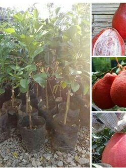 ส้มโอแดงเวียดนาม เสียบยอดพร้อมปลูกจ้า