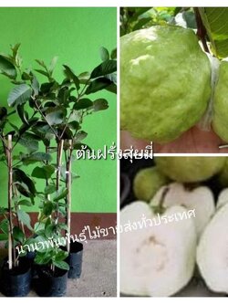 🍀#ต้นฝรั่งสุ่ยมี่น้ำผึ้ง รสชาดหกรอบหอมหวานอร่อย สักต้นใหม่ค่ะ!