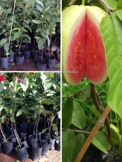 🍃#ต้นฝรั่งแตงโม ฝรั่งแดง ต้นตอนขนาด80-1เมตรพร้อมส่งจ้า