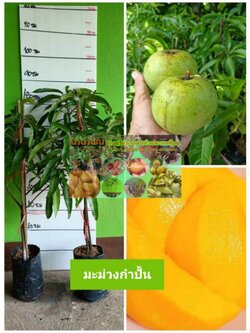 🥭🥭#ต้นมะม่วงกำปั้นมะม่วงโบราณหายาก ผลเท่ากำปั้นรสหวานอมเปรี้ยว ต้นทาบพร้อมปลูกคะ