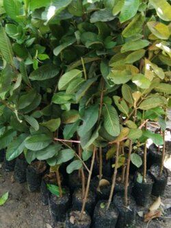 ต้นฝรั่งกิมจู ทาบกิ่งขนาด 80-90 ชม.