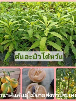 💥ต้นอะบิว เอบิวใต้หวัน ไม้ผลน่าปลูกอร่อยม๊าก