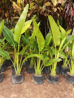 ต้นกล้วยพัด 🌲#กล้วยพัด ไม้ประดับกำลังเป็นที่นิยม มีความโดดเด่นที่ใบเรียงตั้งขึ้นคล้ายพัดจีน