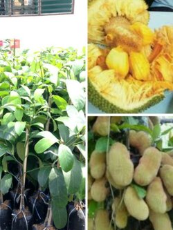 ต้นจำปาดะเกาะยอ เสียบยอดพร้อมส่งจ้า