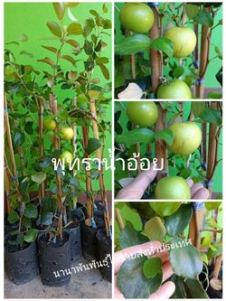 🍏พุทราน้ำอ้อย(กานเจ่อจ้าว) ต้นพร้อมปลูกสวยๆจ้า