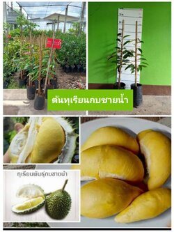 💥💥#ต้นทุเรียนกบชายน้ำ ผลกลมรีพูเต็มรสชาดหวานมันละมุน ต้นพร้อมปลูกคะ