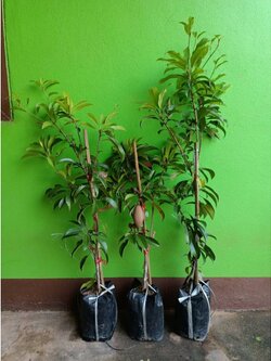 🎉ต้นละมุดกระสวยมาเลย์ ลูกใหญ่รี ยาว ต้นทาบพร้อมปลูก