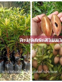 💢#ต้นละมุดกระสวยมาเลย์ ต้นทาบสวยๆมาแล้วจ้า