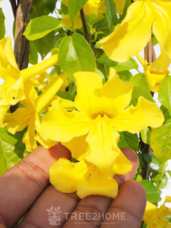 ต้นเหลืองชัชวาลย์