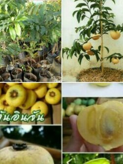 ต้นลูกจัน หรือ ต้นอินจัน ถุงชำพร้อมส่ง