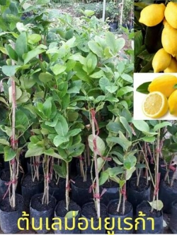 ต้นเลม่อนยูเรก้า