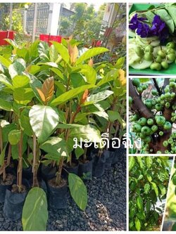 👉#ต้นมะเดื่อฉิ่ง ผักกับน้ำพริกอร่อยเด็ดมาก ต้นพร้อมปลูกจ้า