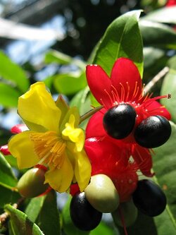 ต้นมิกกี้เมาส์