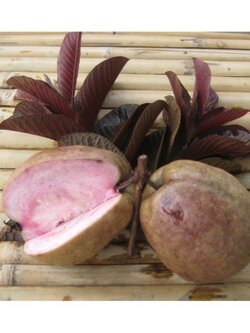 💢#ฝรั่งแดงสยาม หอมหวานอร่อย😋 ลองทานแล้วจะติดใจ