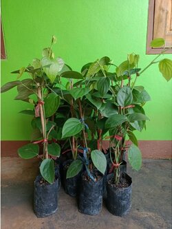 ต้นพริกไทยชีลอน พริกไทยชีลอนขาว ต้นชำพร้อมปลูกคะ