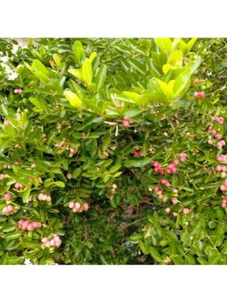 ต้นมะม่วงหาวมะนาวโห่ รสชาติเปรี้ยวจี๊ด สรรพคุณ จี๊ดจ้าด