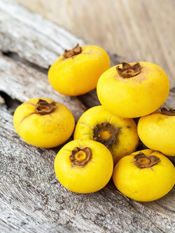 ต้นอินจัน