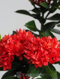 ต้นเข็มพิกุล