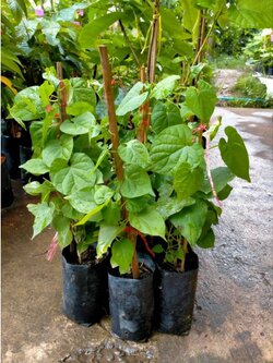 🍀#ต้นดอกขจร ดอกสลิด ถุงชำพร้อมลงปลูกจ้า สวยๆเลย