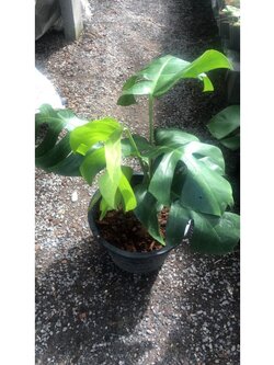 🍀ต้นมอนสเตอร่า ไม้ประดับสวยรวยประโยชน์