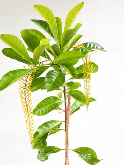 ต้นโซ่ทองคำ