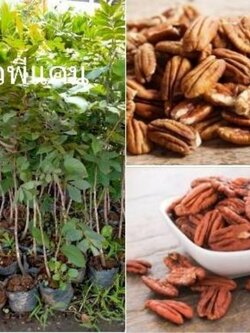 🌰#ถั่วพีแคน(Pecan nut) ต้นตอน พร้อมส่งเลยจ้า