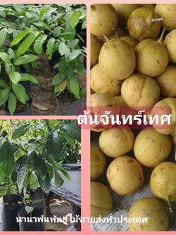 #ต้นจันทร์เทศ ไม้หอม เครื่องเทศ ราคาแพง ต้นพร้อมปลูกจ้า