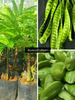 ต้นสตอข้าวติดตาขนาด40-60ชม.ราคาถูกๆพร้อมจัดส่งค่ะ