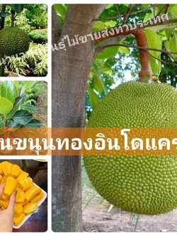 ต้นขนุนทองอินโดแคระ ต้นทาบกิ่ง