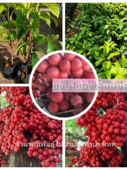 ต้นมะไฟแดง หรือมะไฟกา ต้นเสียบยอด พร้อมส่งคะ