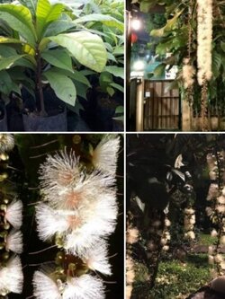 💰💰#จิกเศรษฐี ไม้มงคลคู่ ดอกสวยงาม พร้อมส่งจ้า