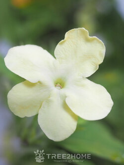 ต้นพุดตะแคง