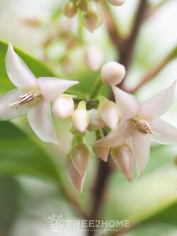 ต้นพิลังกาสา