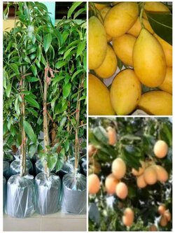 💢#ต้นมะปรางหวานพันธุ์ศรีมาลา ต้นทาบกิ่ง พร้อมจัดส่งคะ