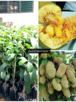 ต้นจำปาดะเกาะยอ