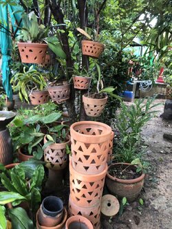 กระถางปลูกกล้วยไม้