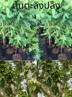 ต้นตะลิงปลิง ถุงชำ สูง 40-50 ชม.จากปากถุง