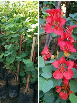 ต้นกาหลงแดง ออกดอกทั้งปีพร้อมส่ง