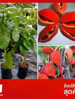 ต้นเกาลัดไทย ทาบกิ่ง 80-90 ชม.พร้อมส่งจ้า