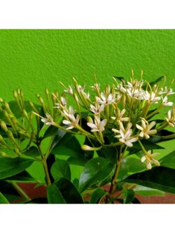 🌸หอมเจ็ดชั้น ไม้หอมที่คู่ควร พร้อมจัดส่งค่ะ