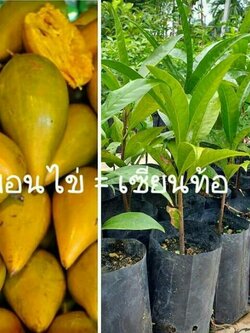 #ต้นม่อนไข่หรือเซียนท้อ ม่อนไข่เพาะเมล็ดพร้อมปลูก